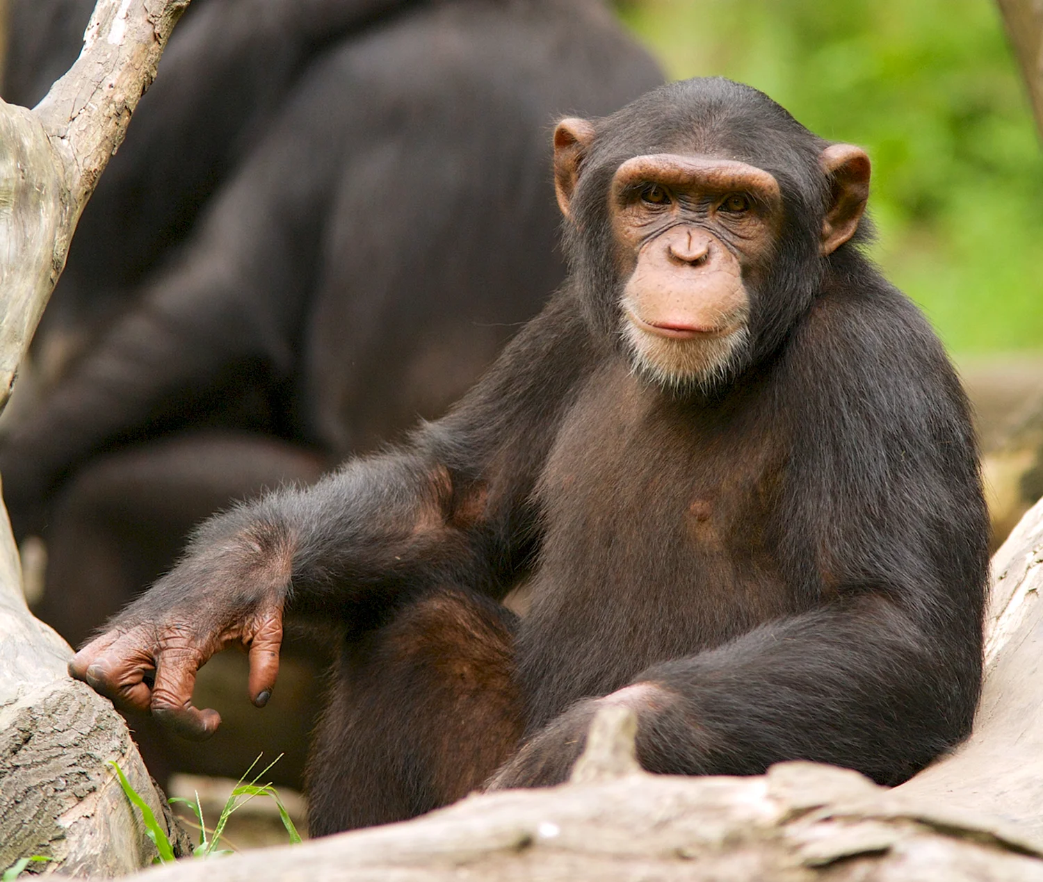 Швейнфуртовский шимпанзе