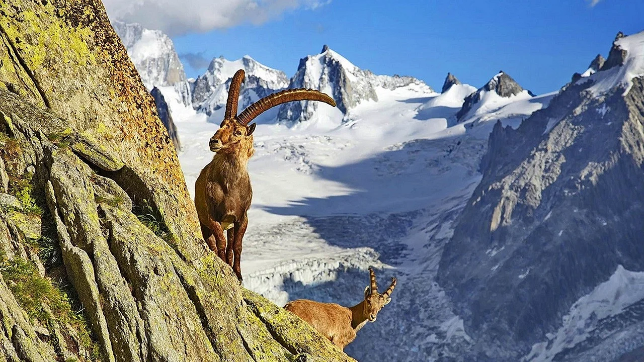 Швейцария Альпийские горные козлы