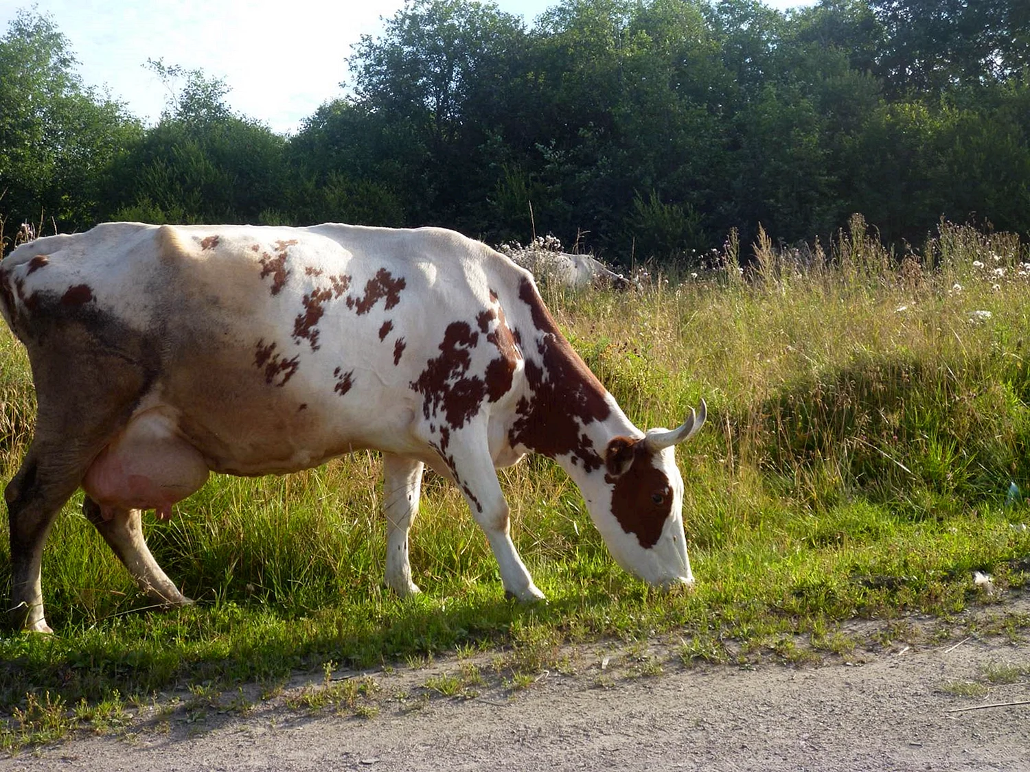 Швицкая корова айрширская корова