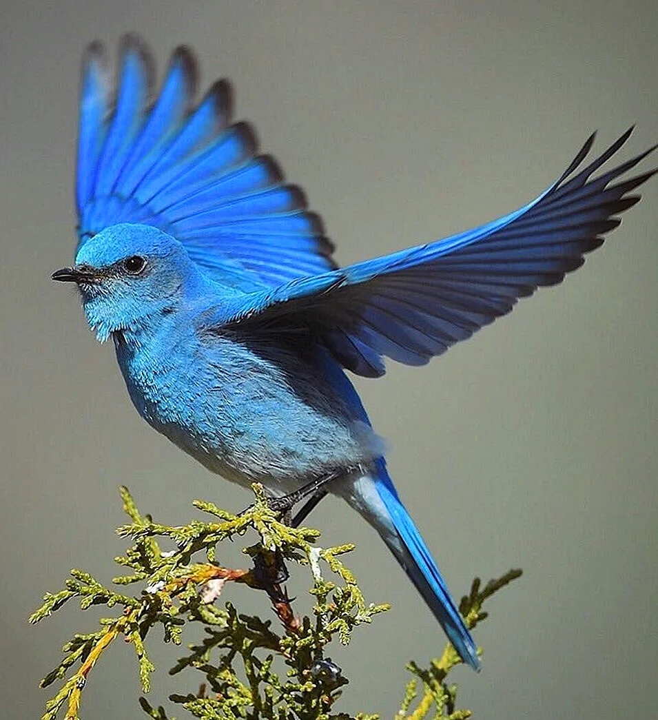 Сиалия синяя птица