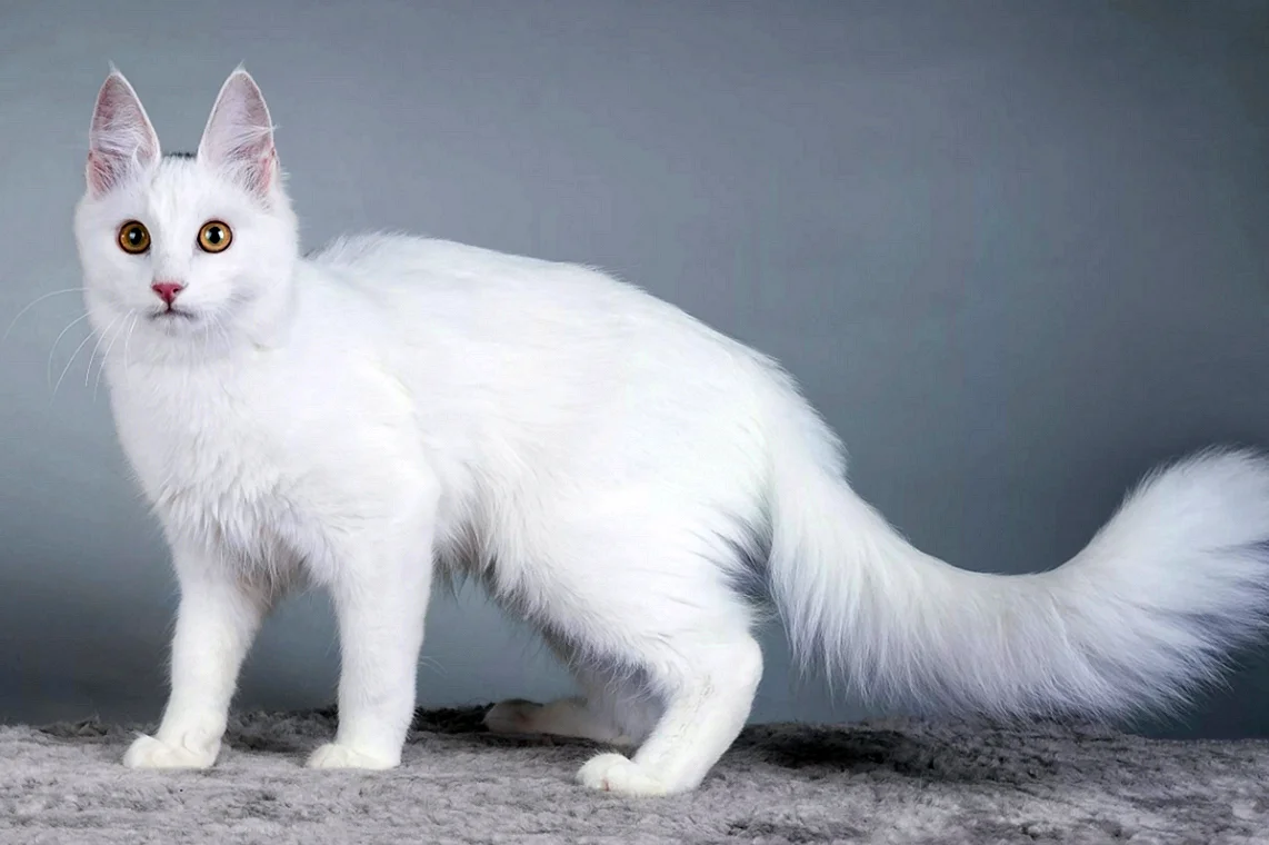 Сиамская ангорская кошка