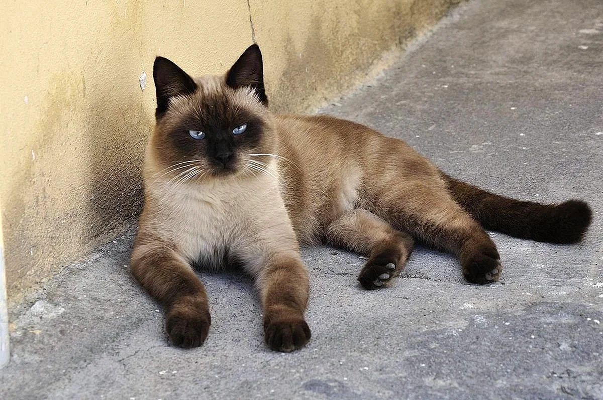 Сиамская беспородная кошка