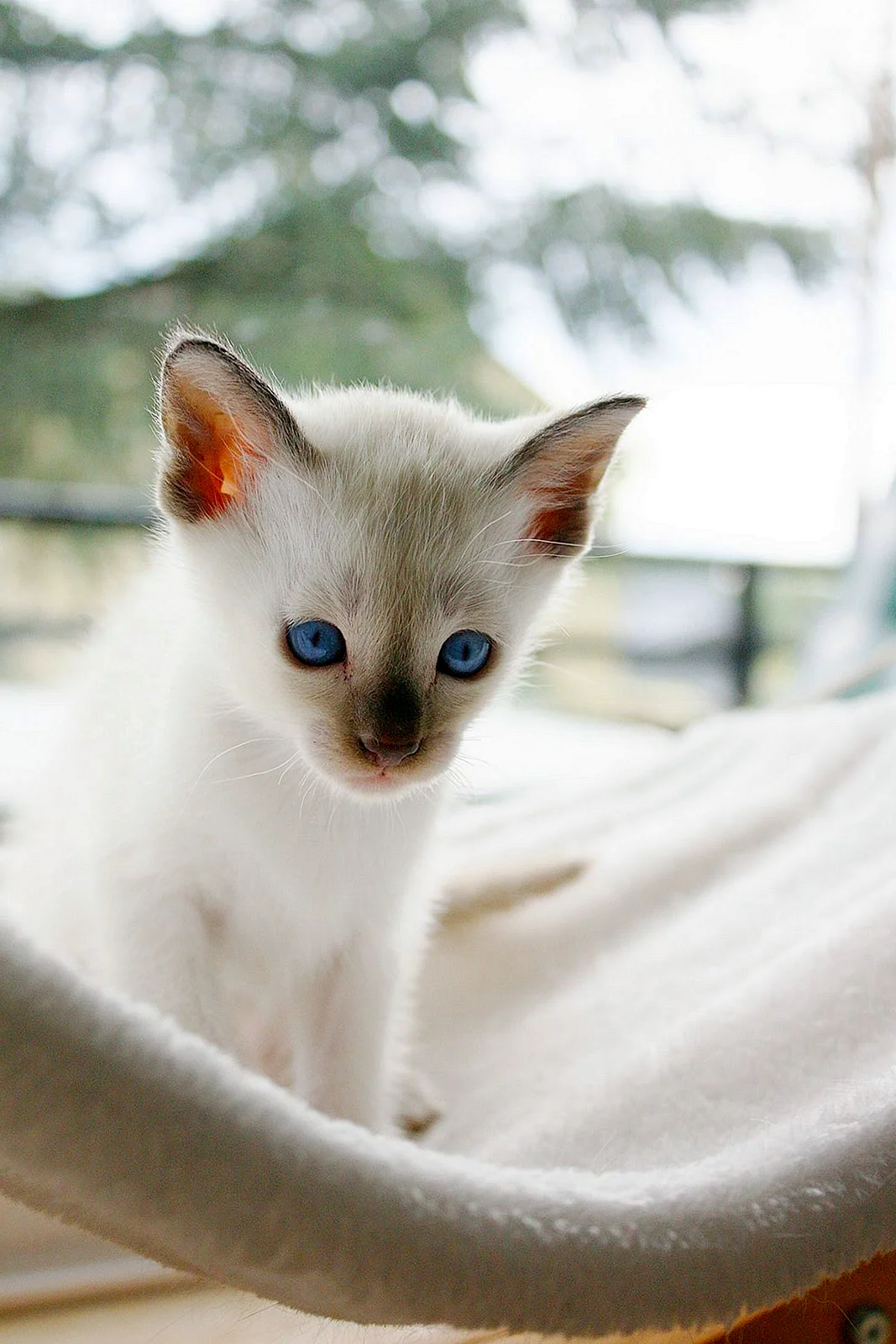Сиамская кошка белая