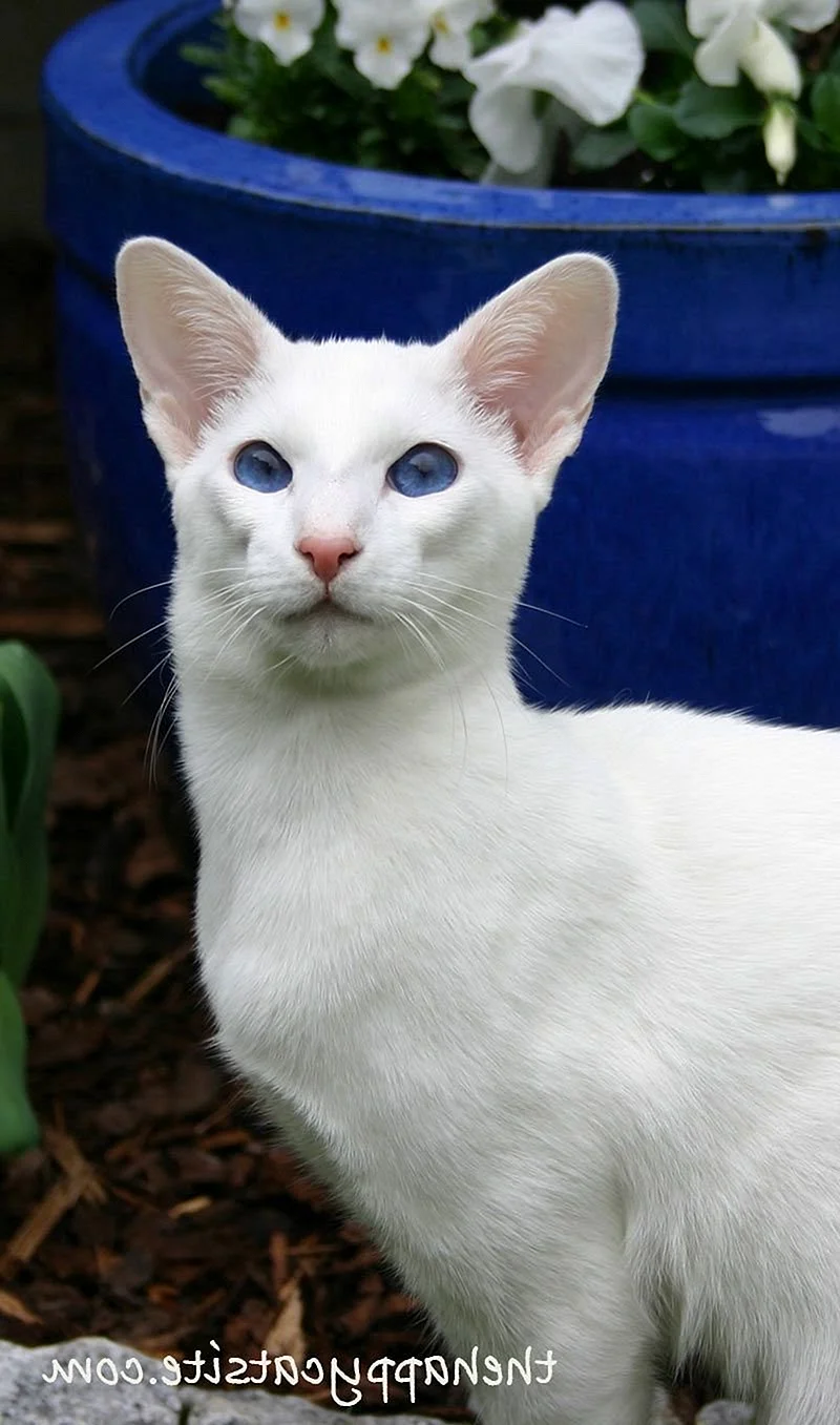 Сиамская кошка белая
