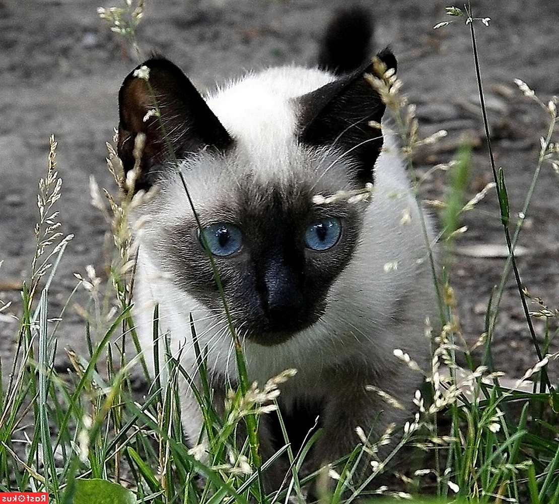 Сиамская кошка на природе
