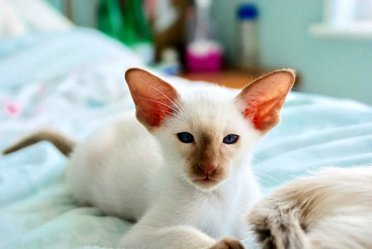 Сиамская кошка циннамон Пойнт