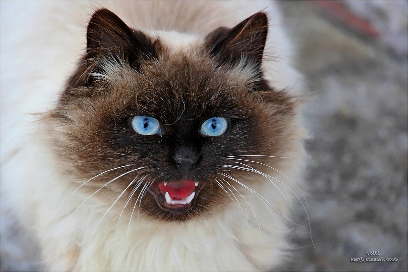 Сиамская маскарадная кошка