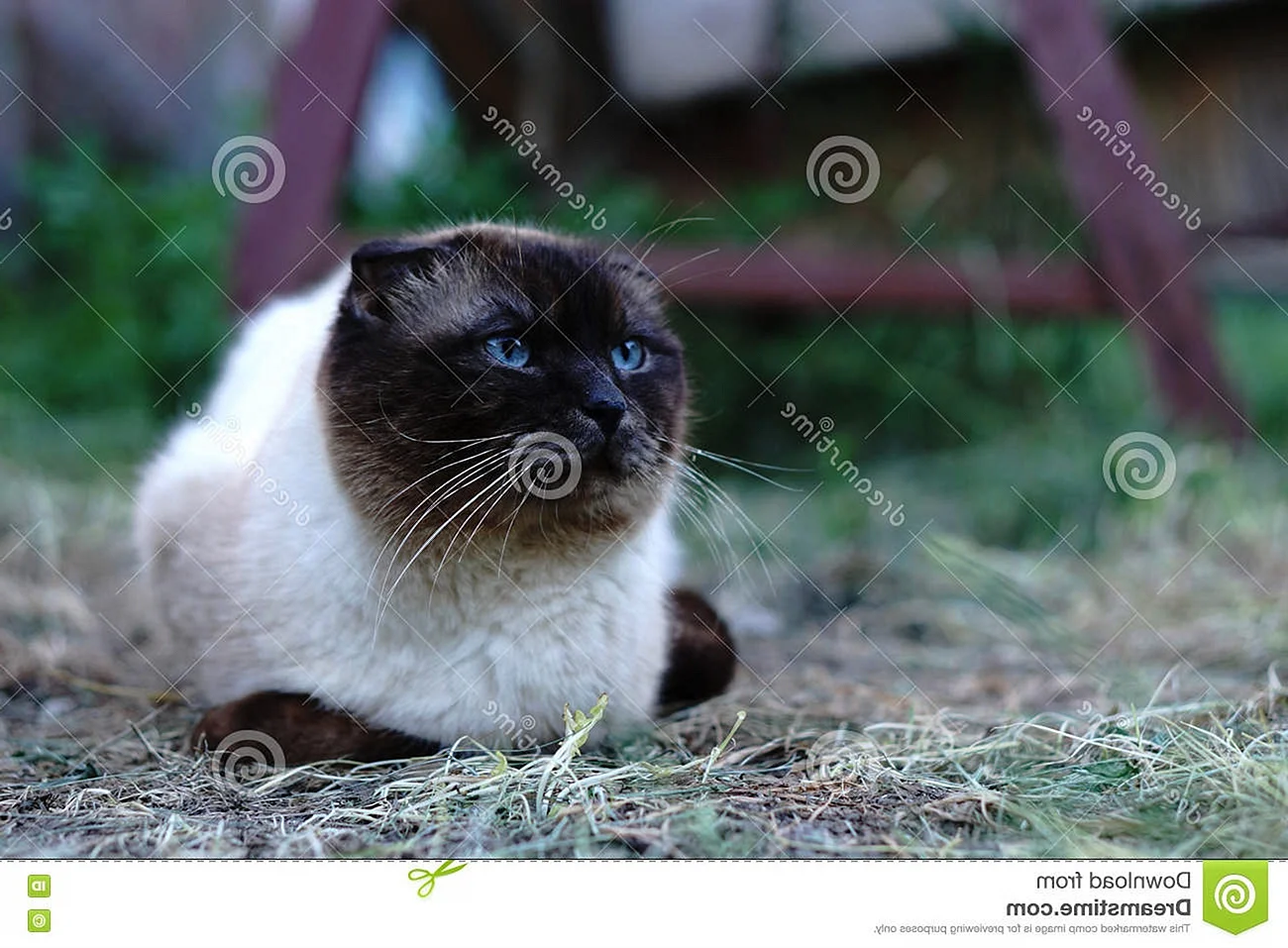 Сиамская вислоухая кошка