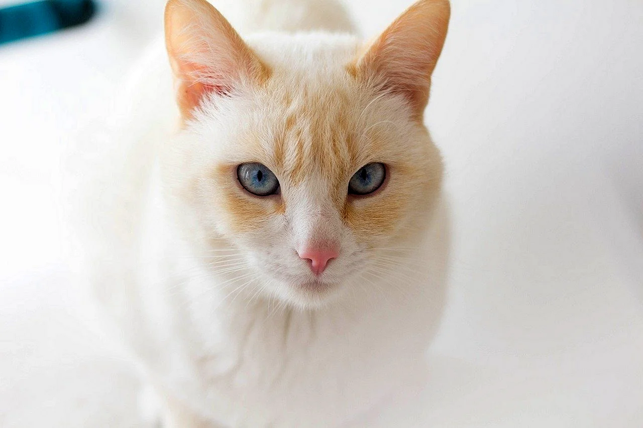 Сиамский кот альбинос