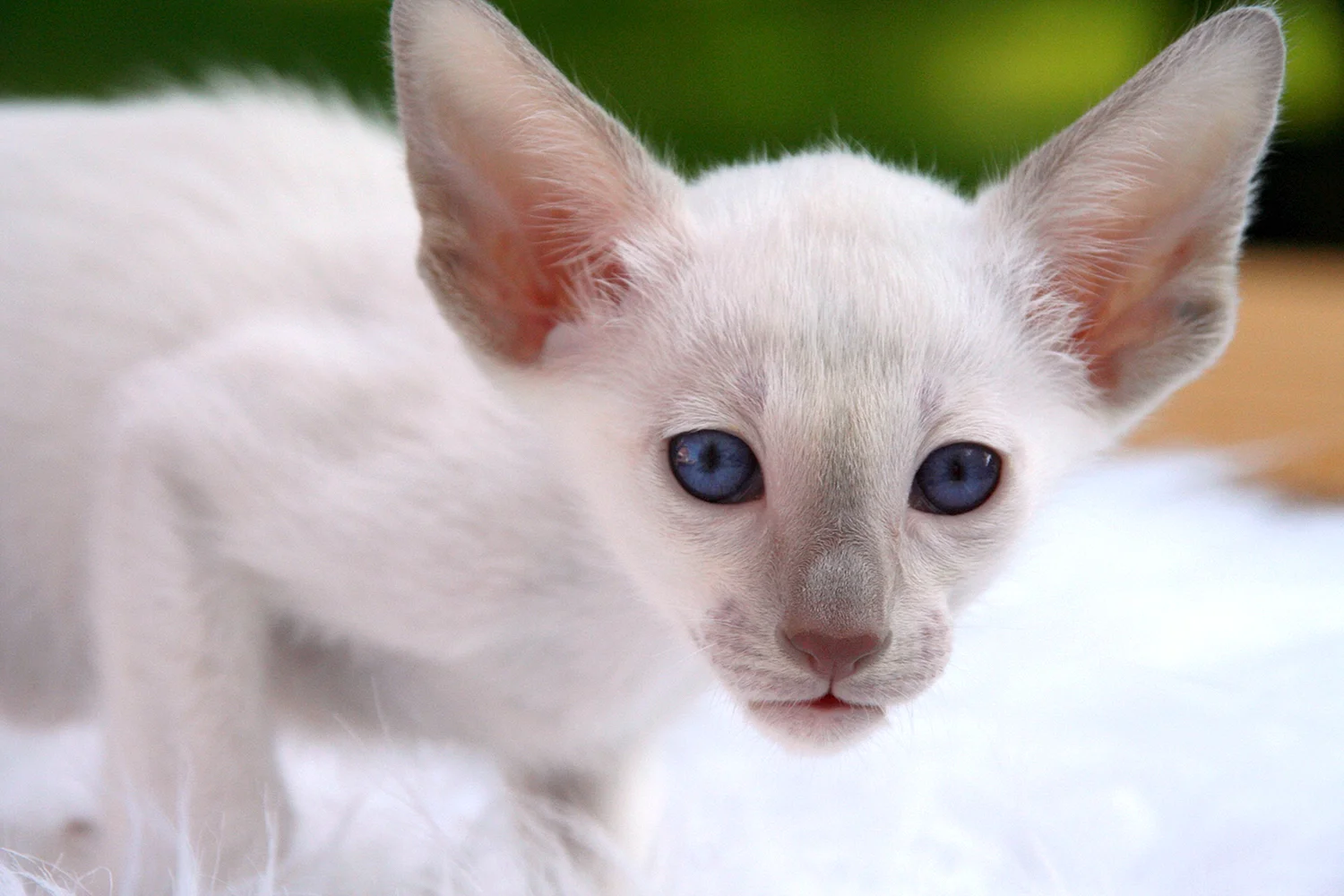 Сиамский кот альбинос