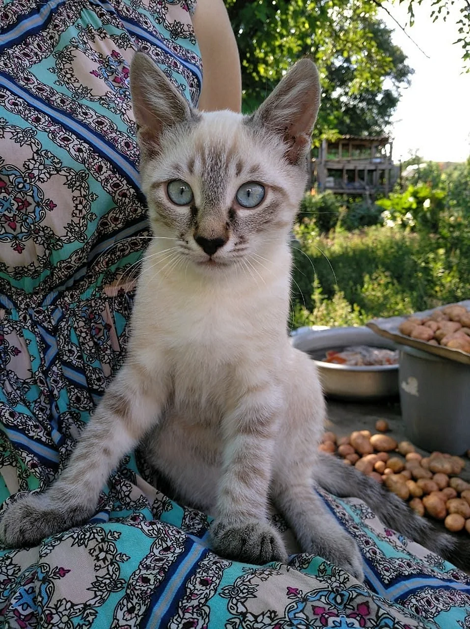 Сиамский кот метис