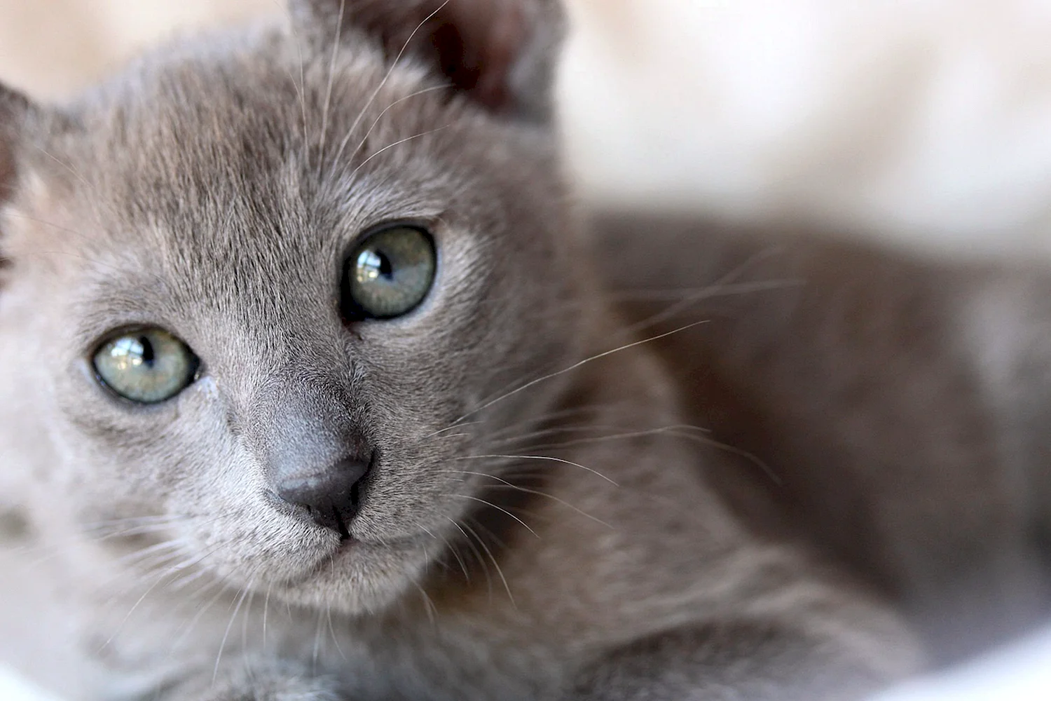 Сиамский кот серый
