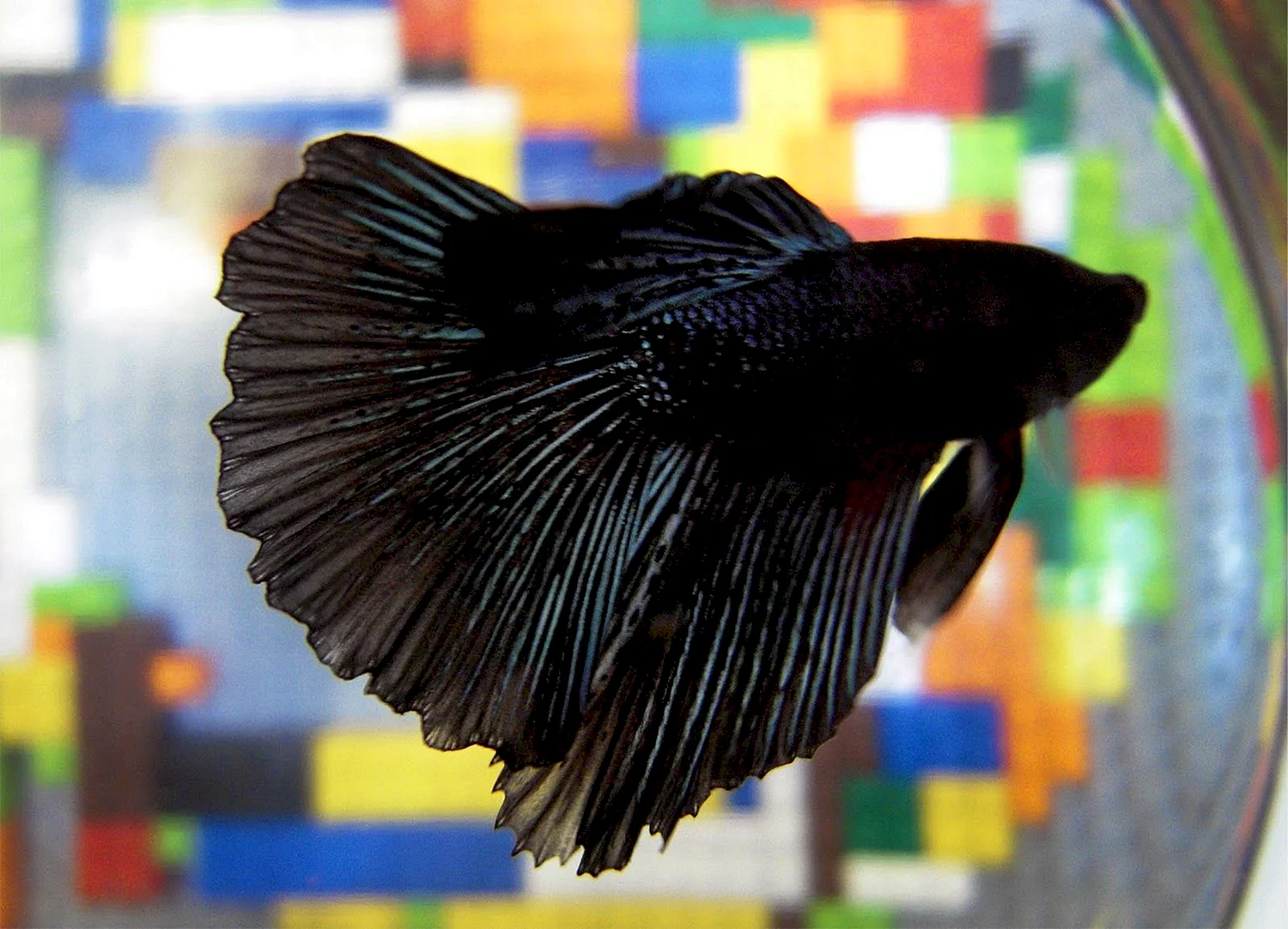 Сиамский петушок аквариумная рыбка черная