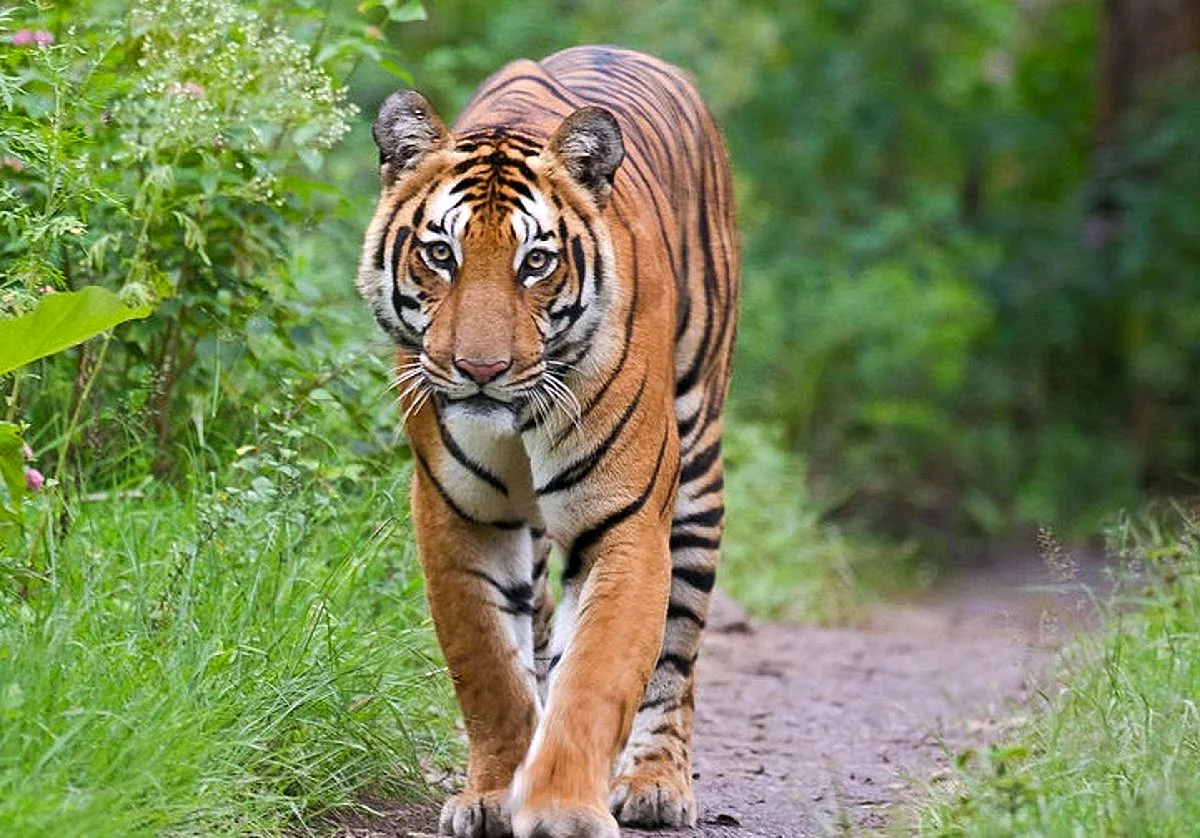 Сиамский тигр