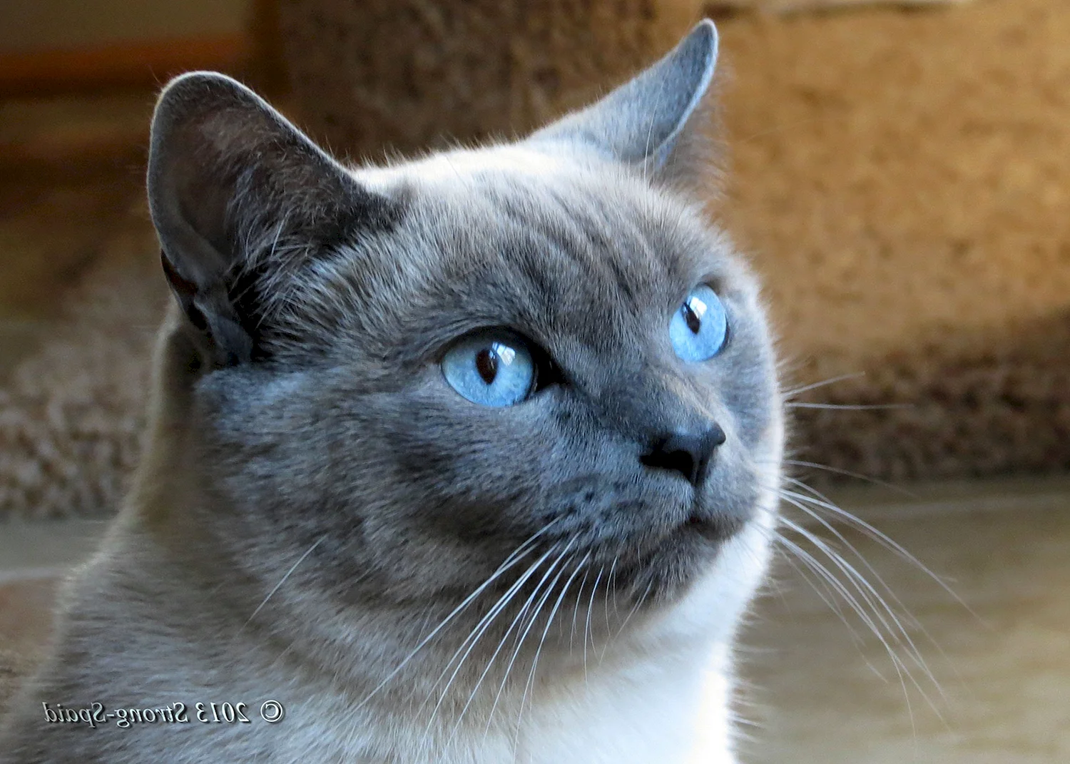 Сиамско Британская голубая кошка