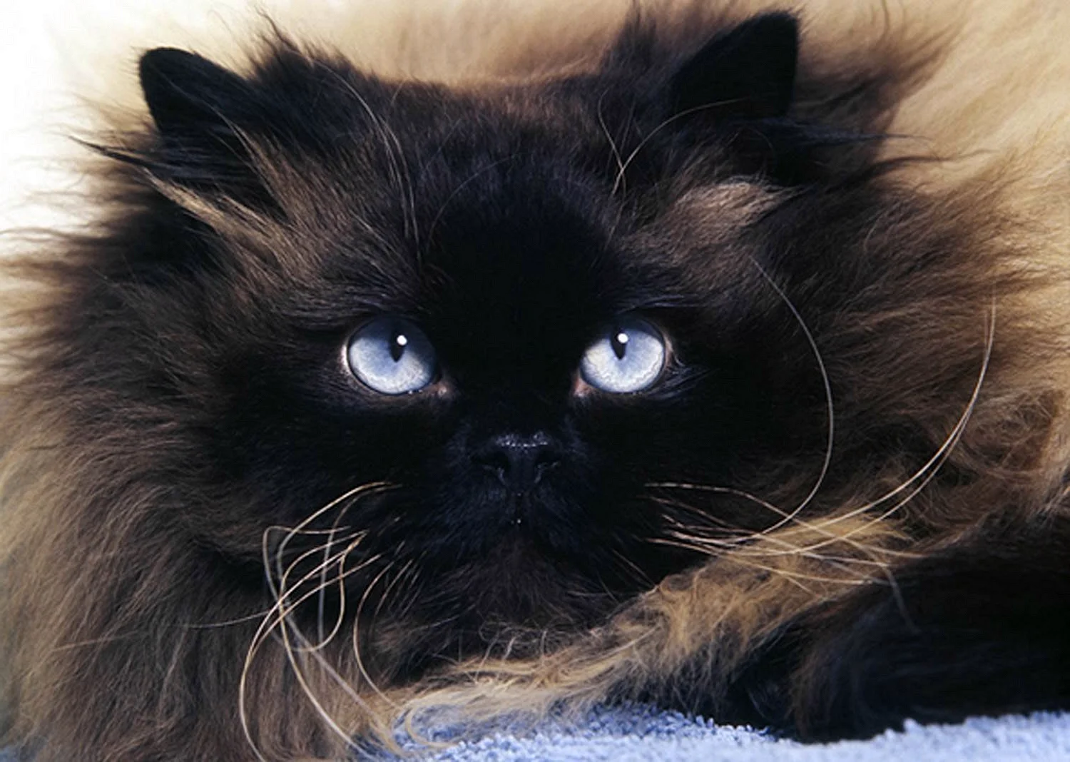 Сиамско Персидская кошка