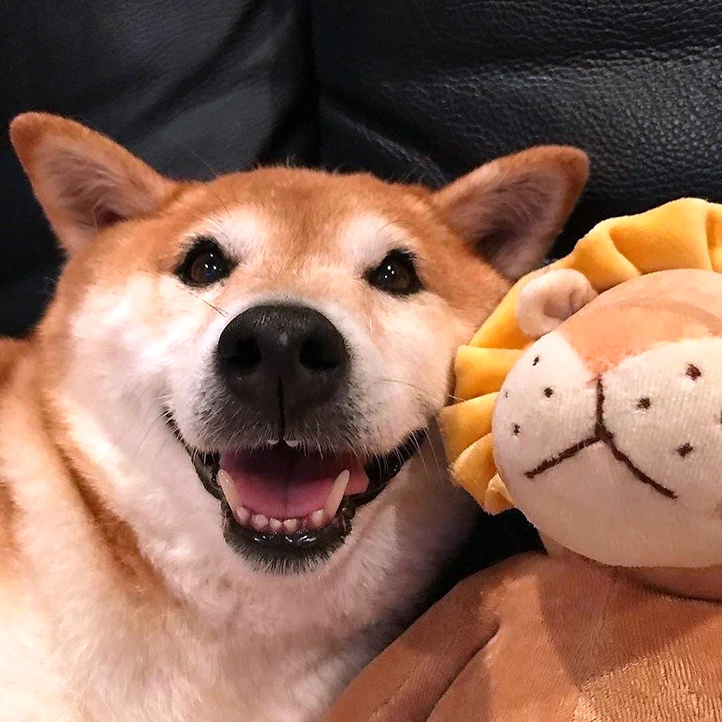 Сиба Шиба ину японская собака-улыбака