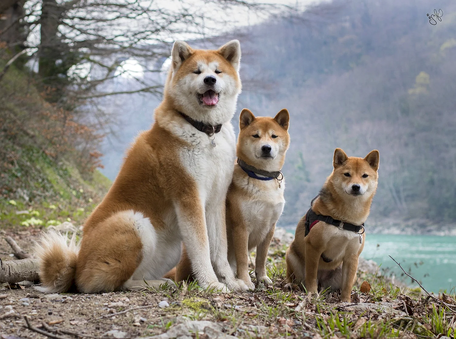 Основные отличия пород собак акита-ину и сиба-ину
