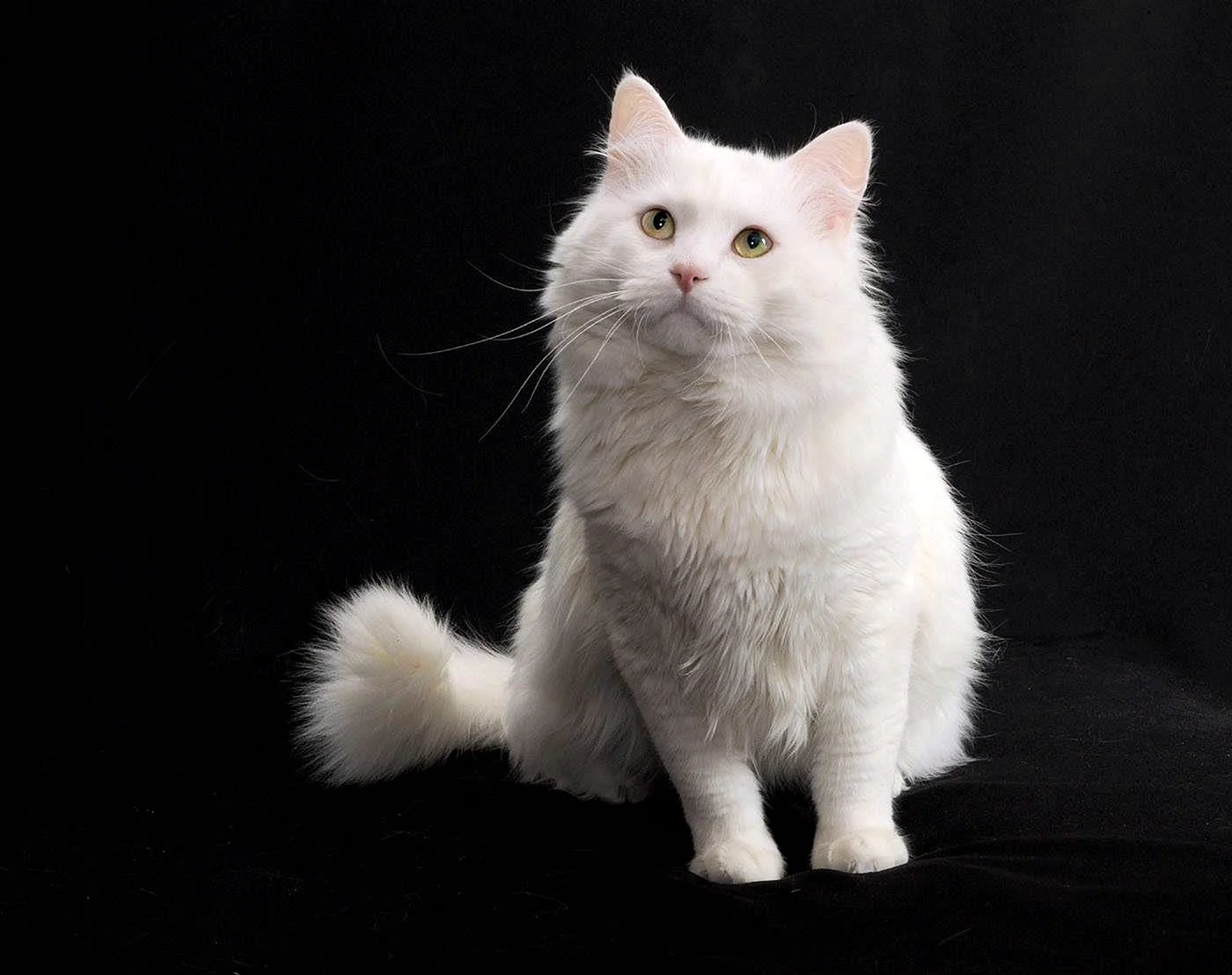 Сибирская ангора кошка белый кот
