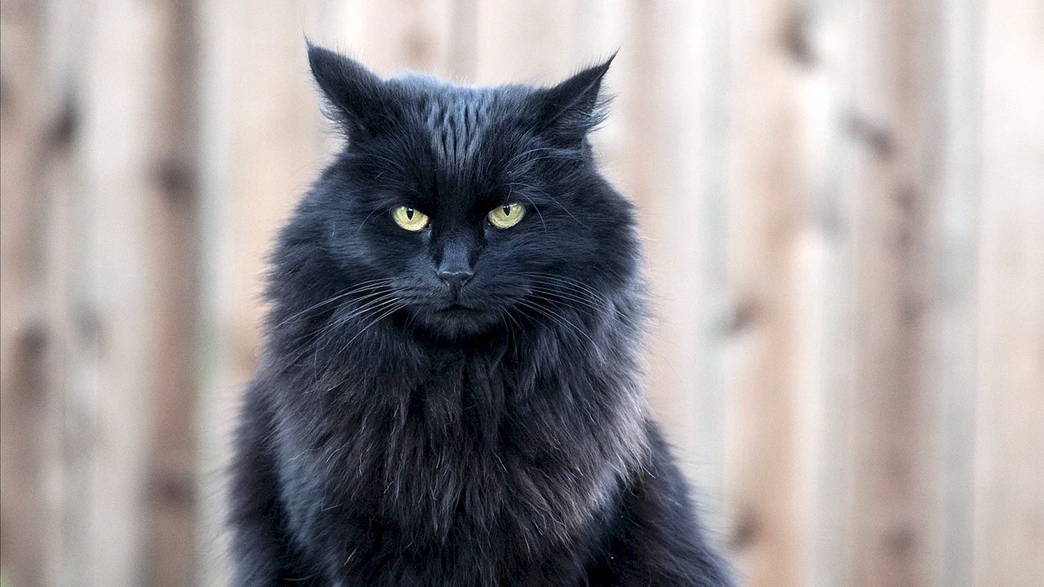 Сибирская ангора кошка черная