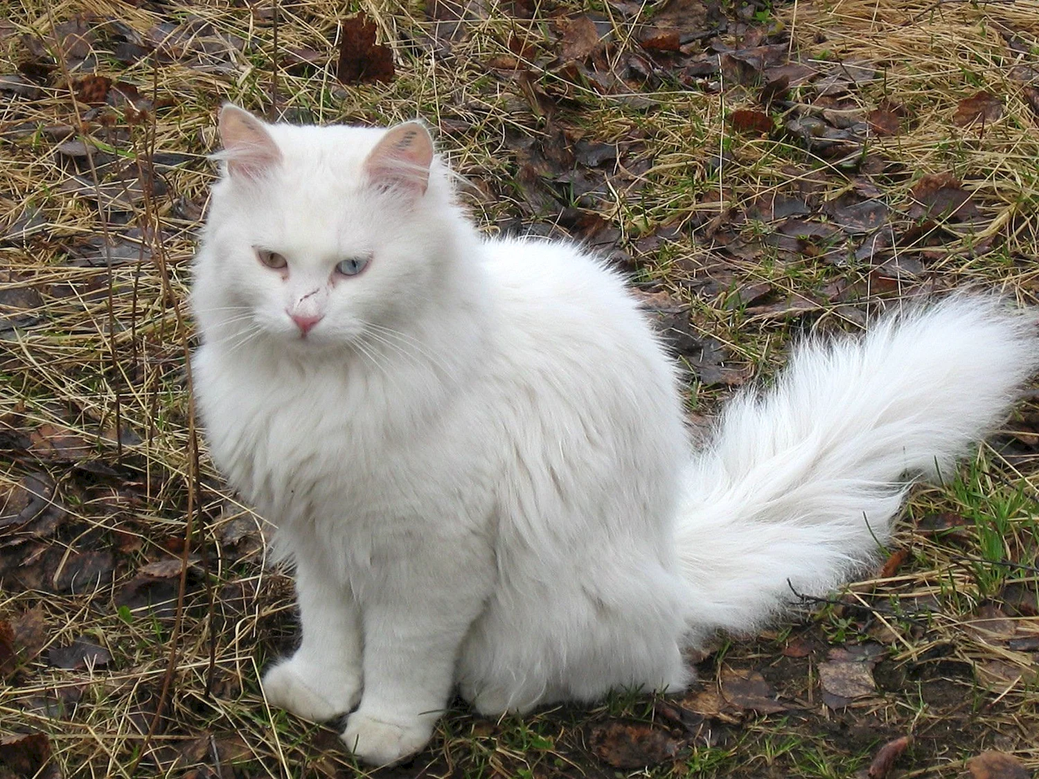 Сибирская ангорская кошка белая