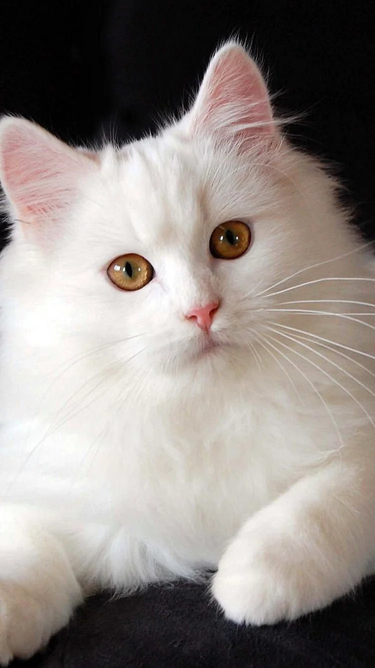 Сибирская ангорская кошка белая