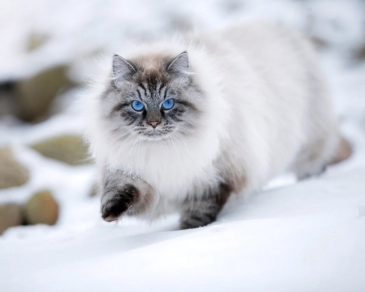 Сибирская белая маскарадная кошка