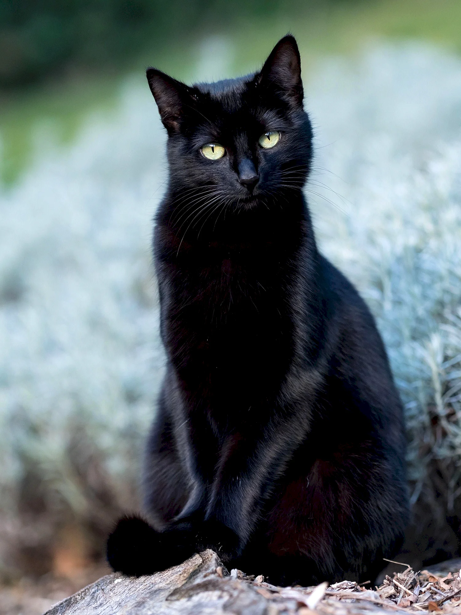 Сибирская черная короткошерстная кошка