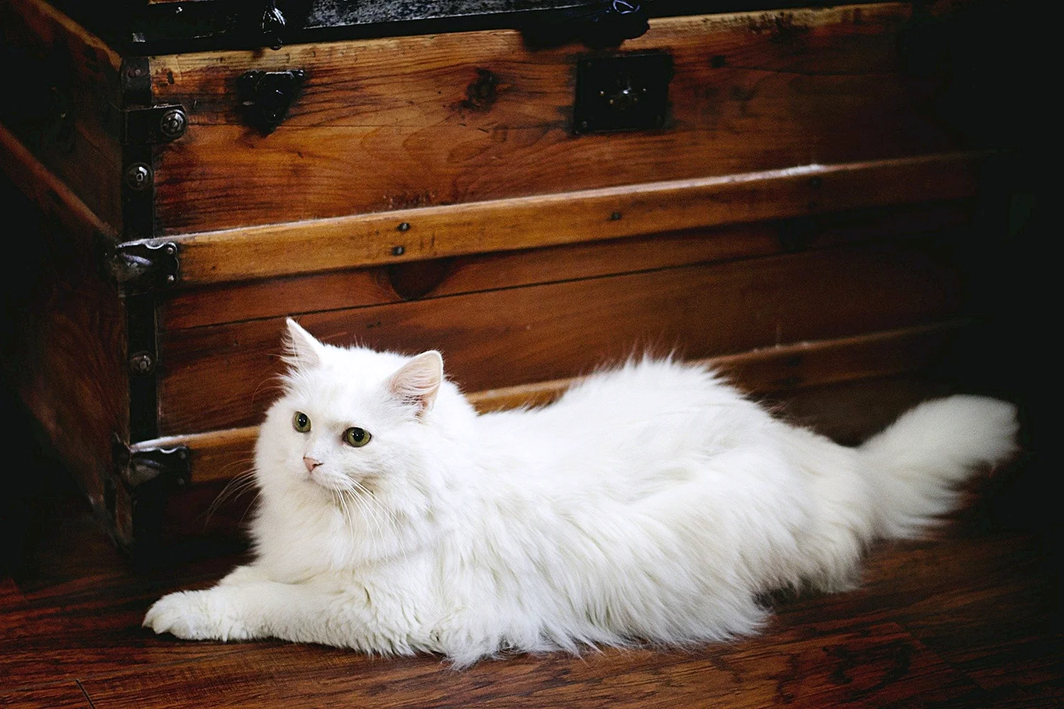 Сибирская длинношерстная кошка белая