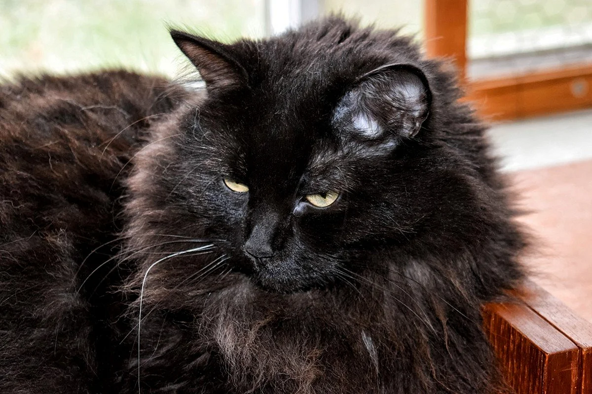 Сибирская длинношерстная кошка черная