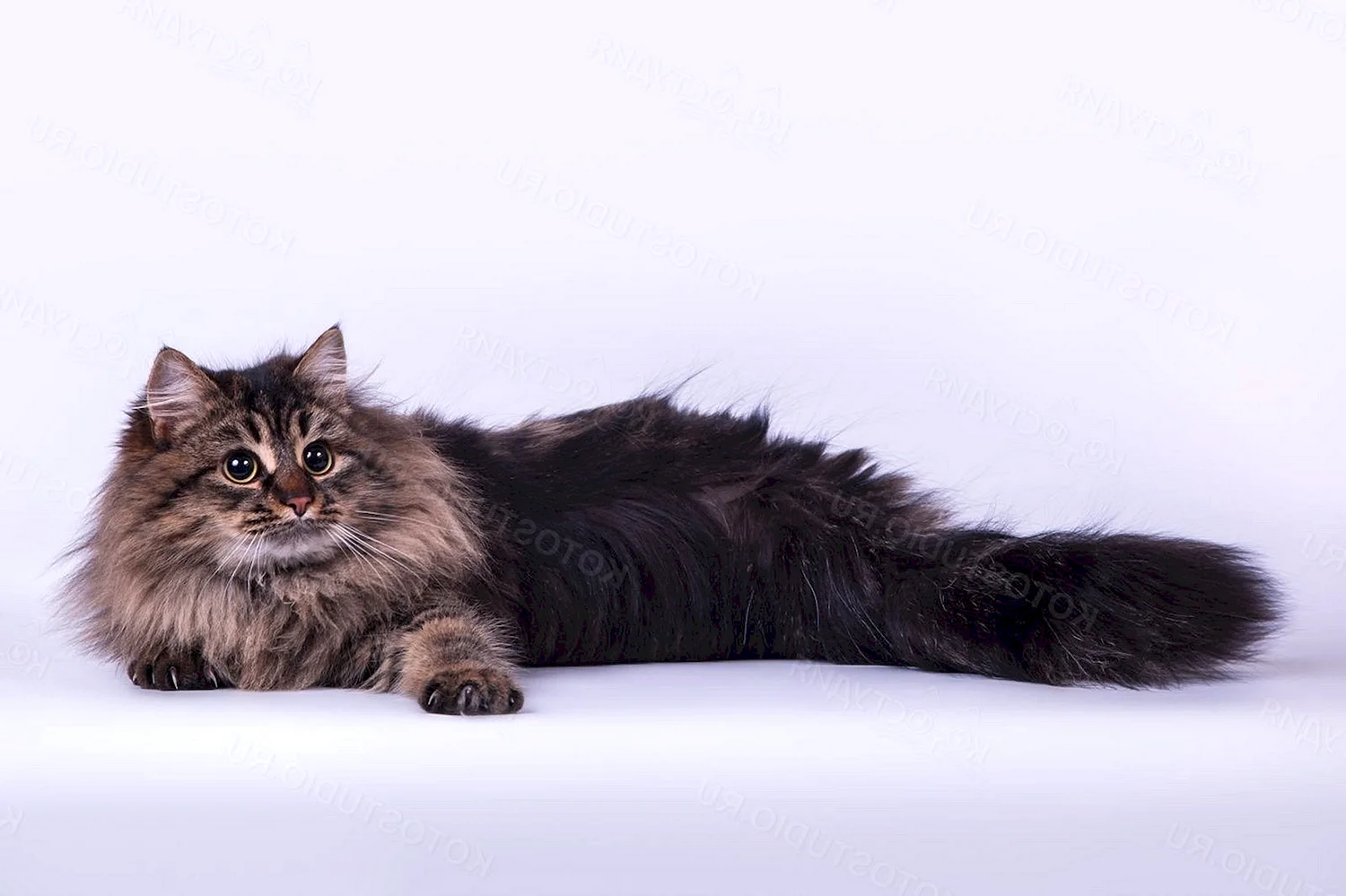 Сибирская длинношерстная порода кошек