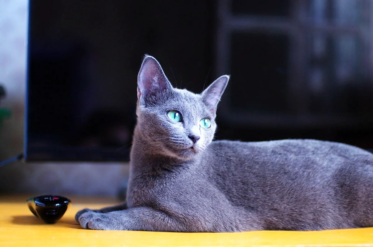 Сибирская голубая кошка