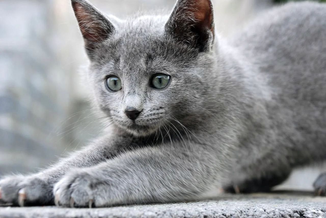 Сибирская голубая кошка