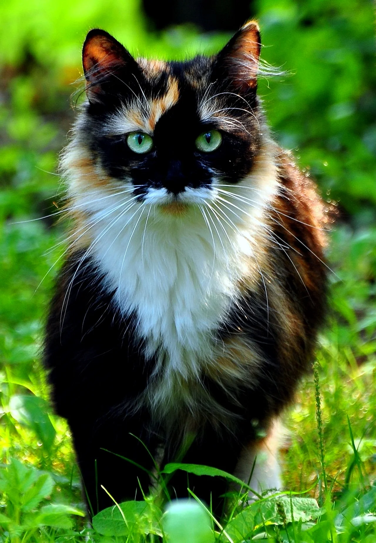 Сибирская Калико кошка