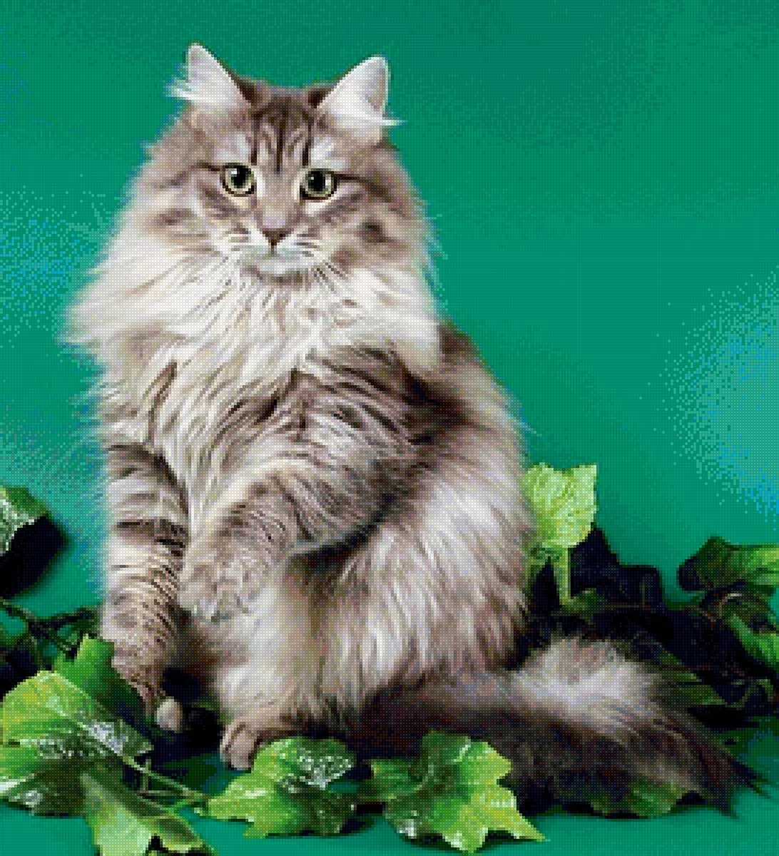 Сибирский длинношерстный кот