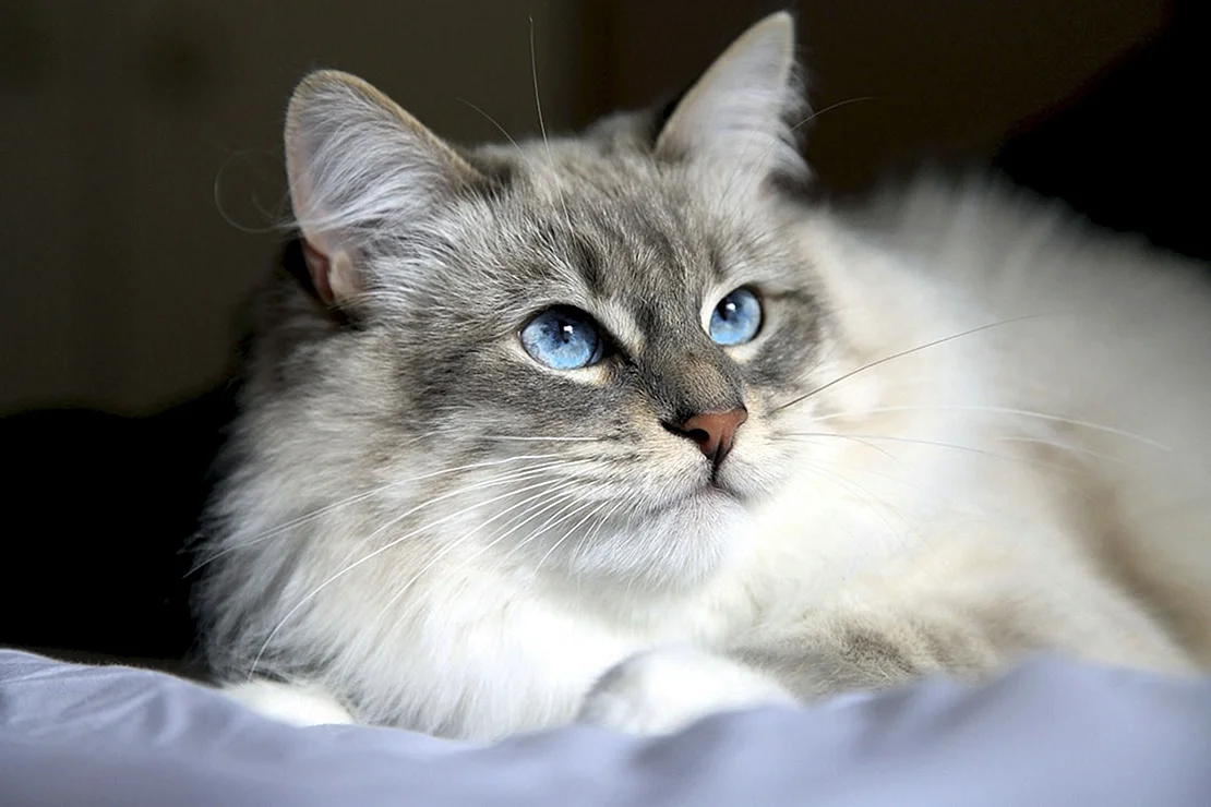 Сибирская кошка