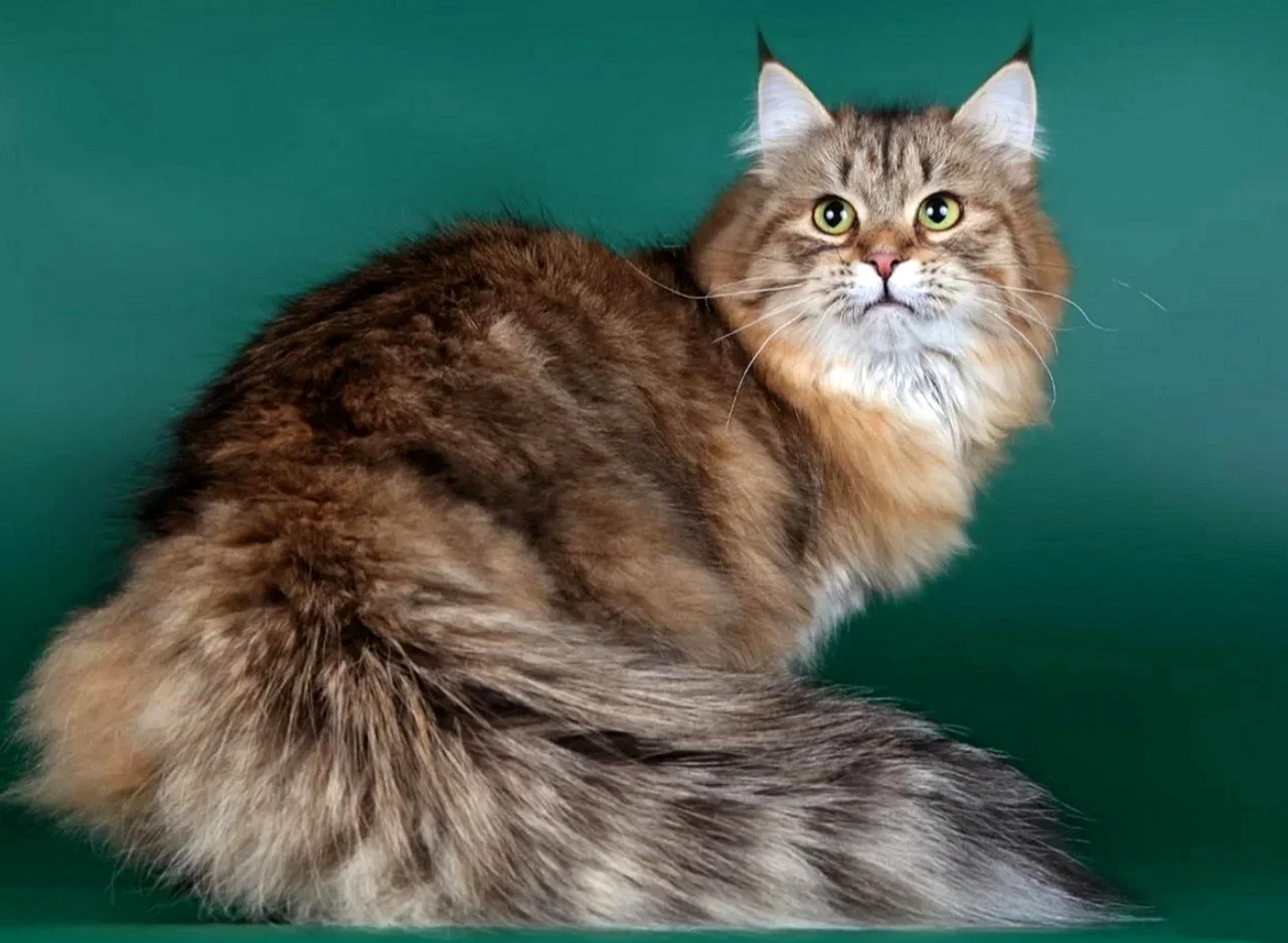 Сибирская кошка агути