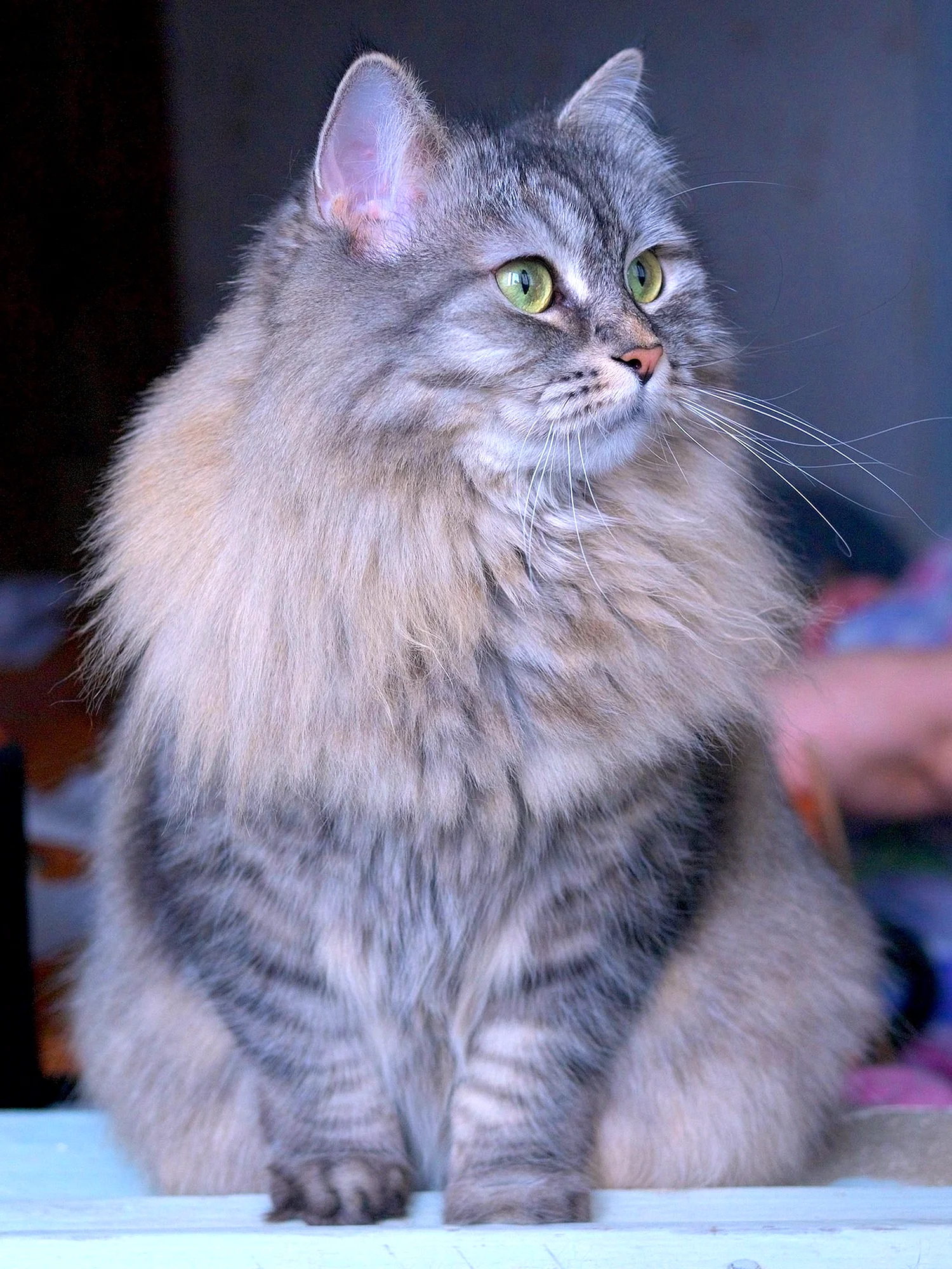 Сибирская кошка агути