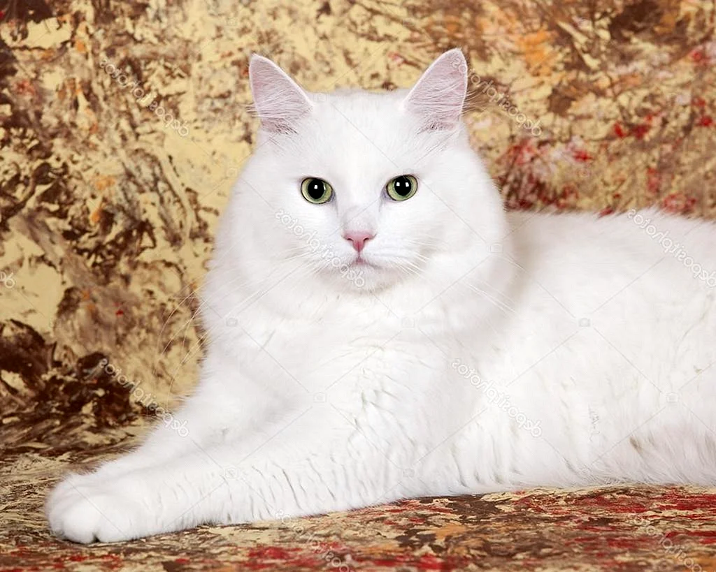 Сибирская кошка белая короткошерстная