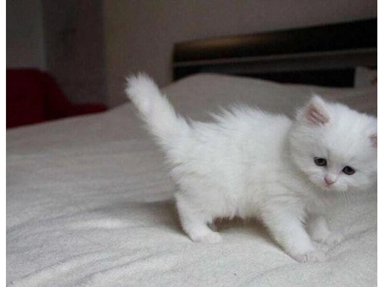 Сибирская кошка белая котенок