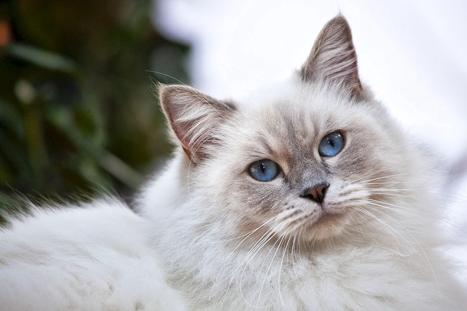 Сибирская кошка белая с голубыми