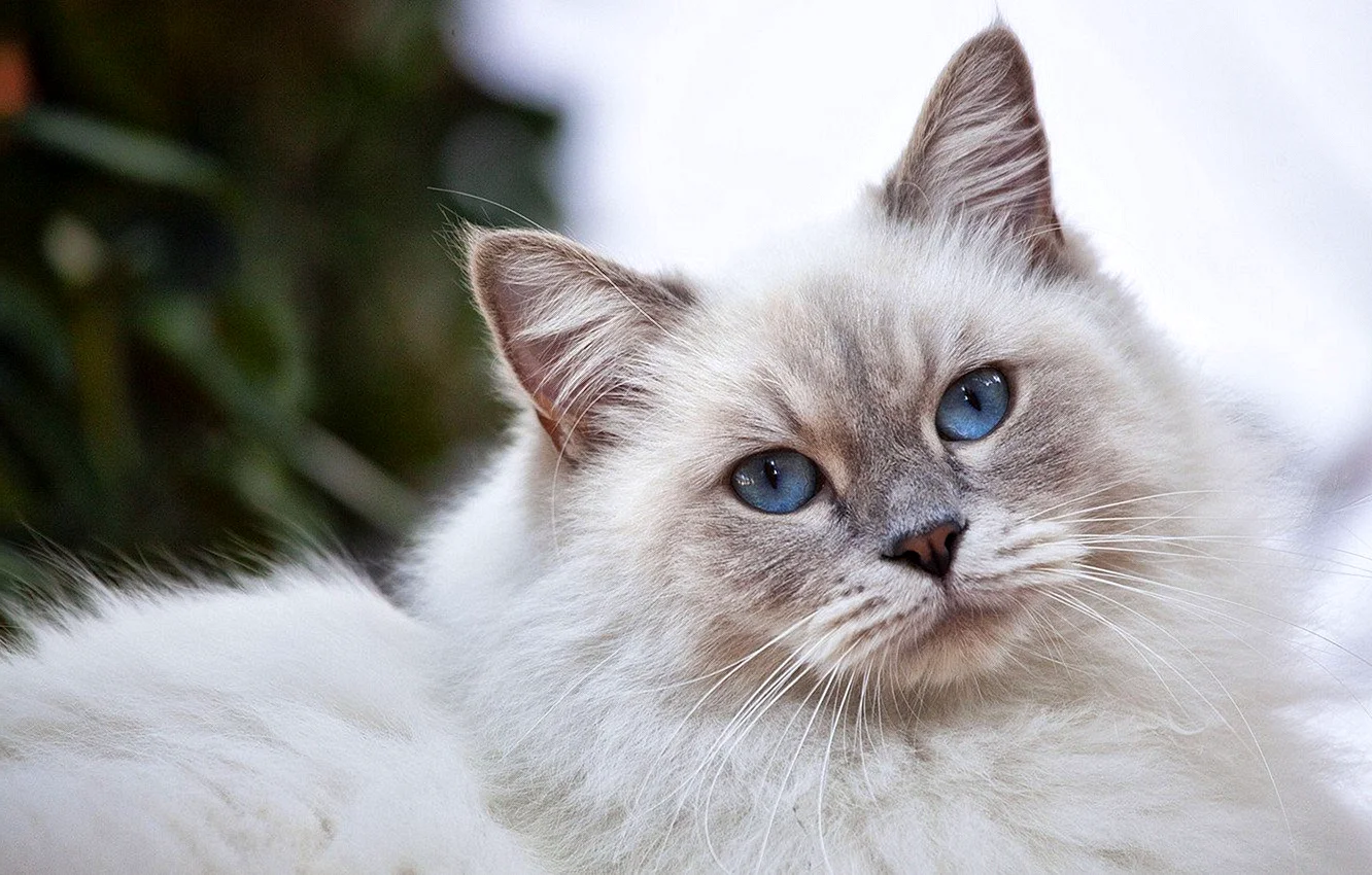 Сибирская кошка белая с голубыми