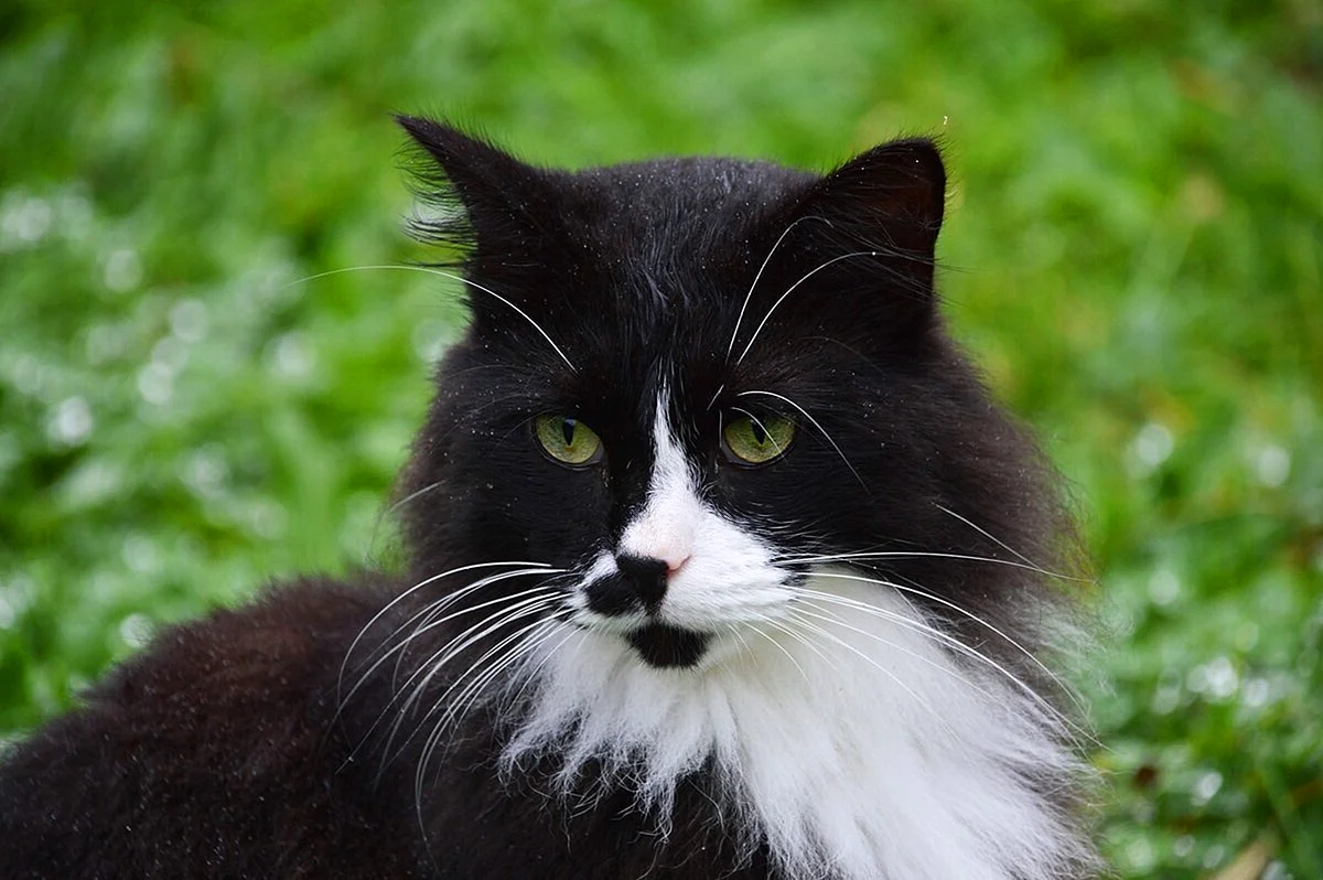 Сибирская кошка черно белая