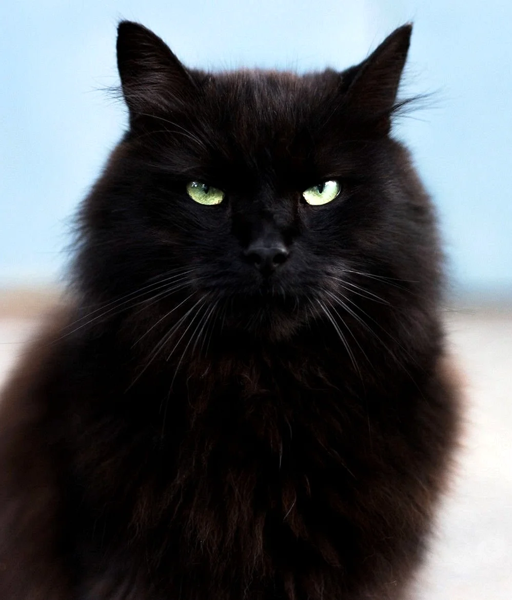 Сибирская кошка черного окраса