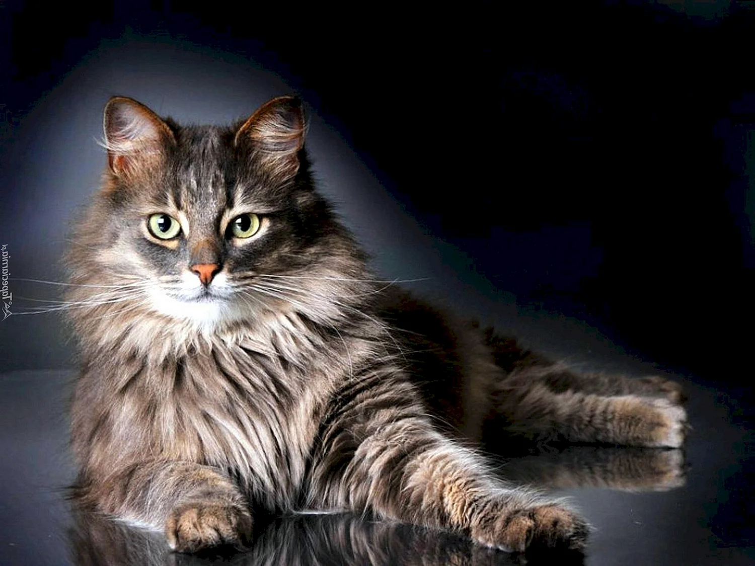 Сибирская кошка длинношерстная полосатая