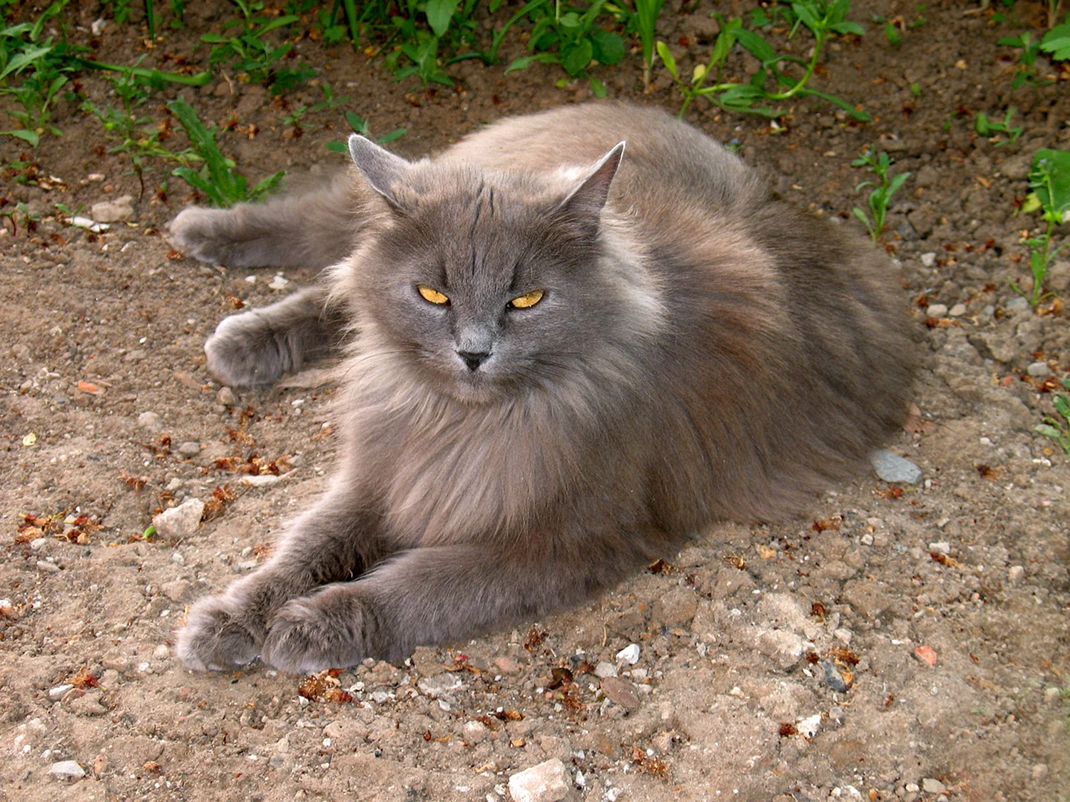 Сибирская кошка дымчатая