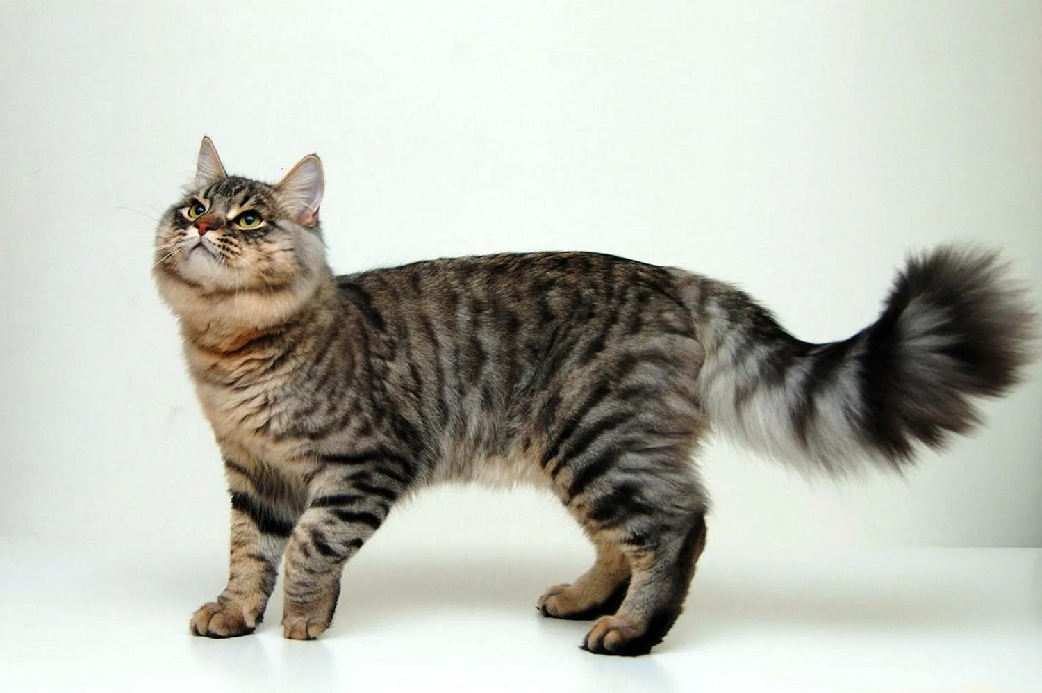 Сибирская кошка короткошерстная Египетская