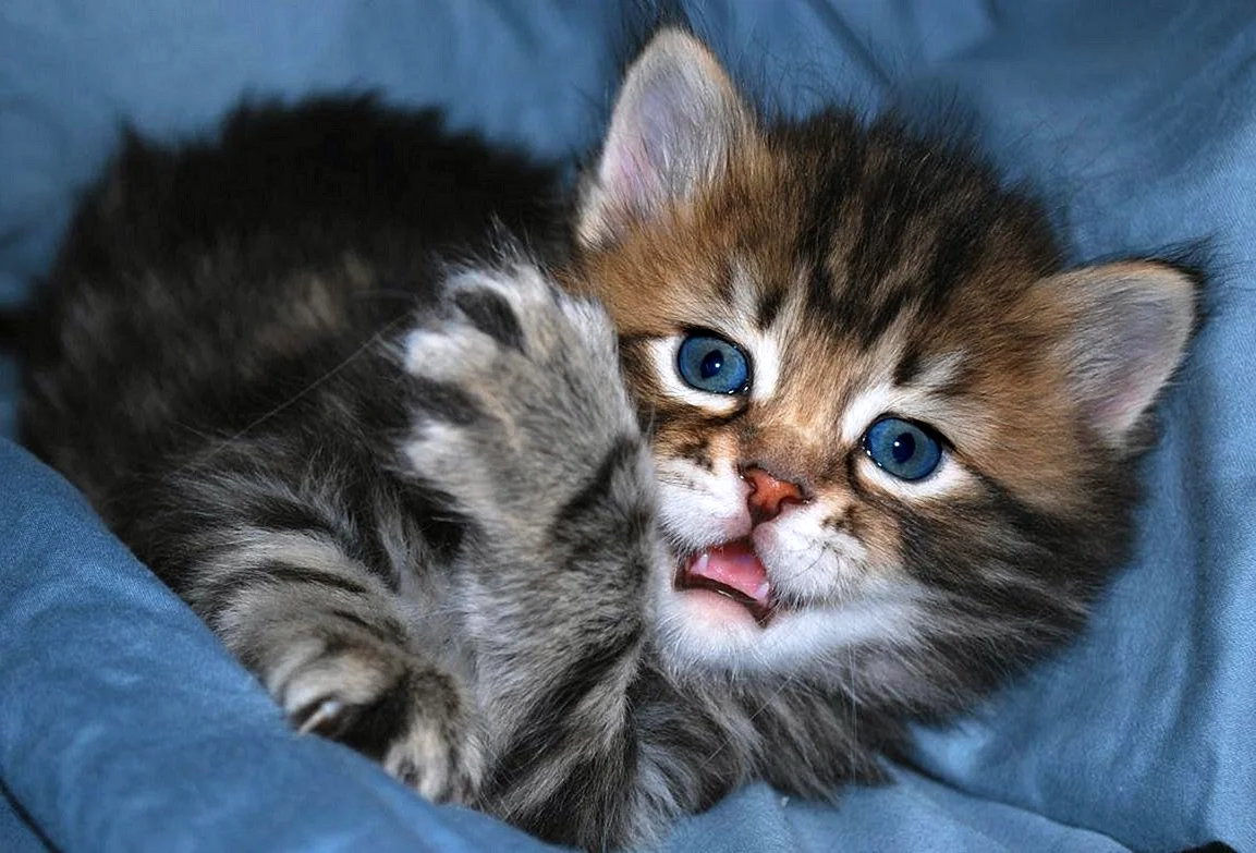 Сибирская кошка котята фото