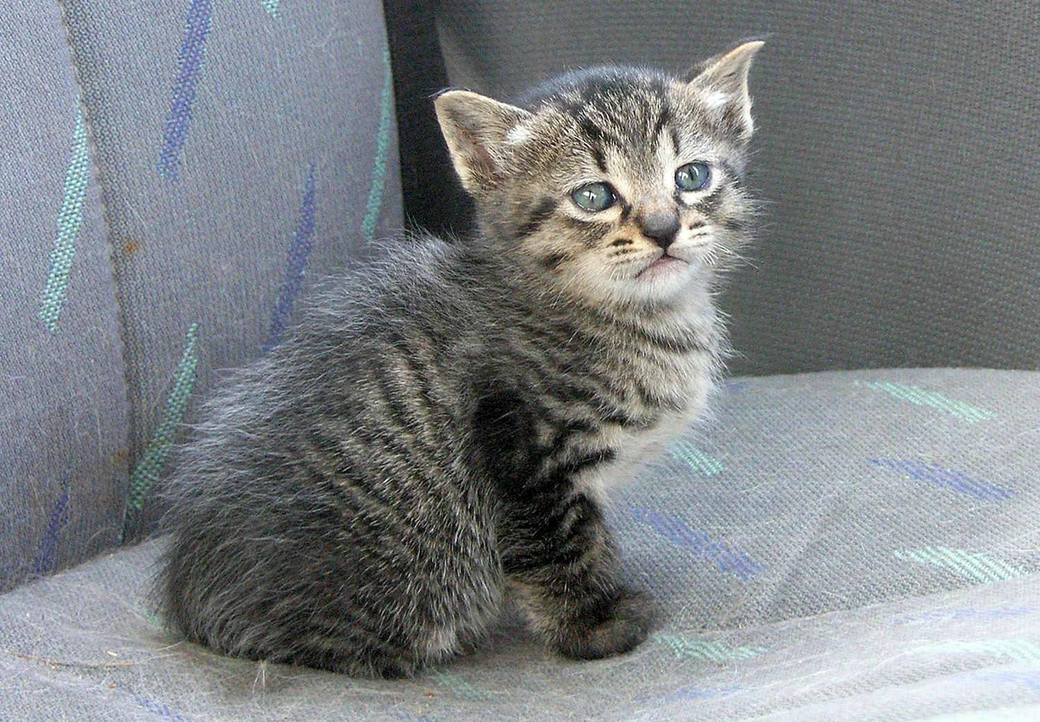 Сибирская кошка котята короткошерстные