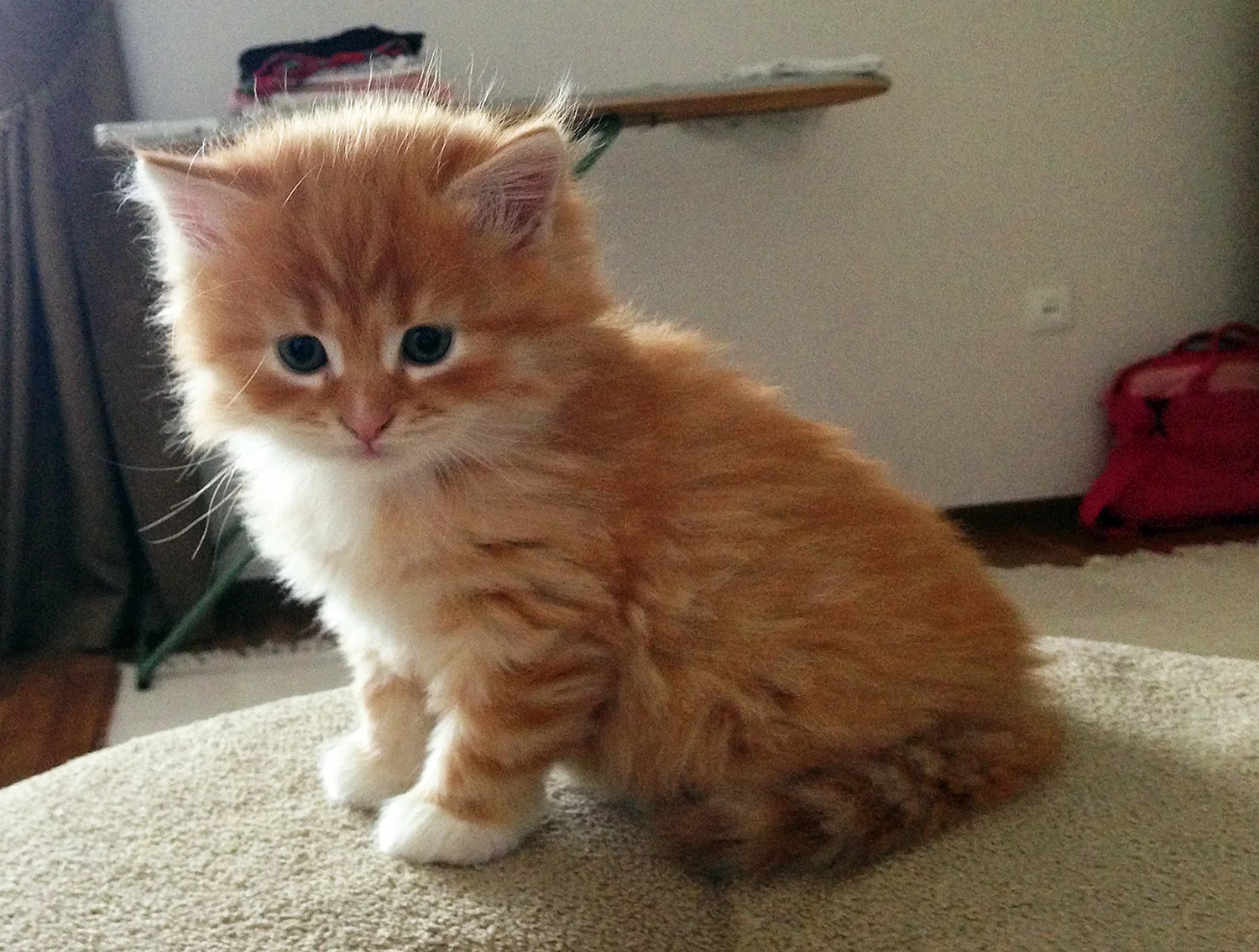 Сибирская кошка котята рыжие